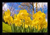 Keukenhof Hollandia 085